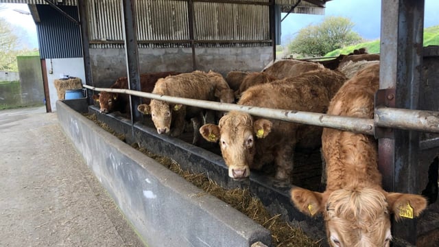 Factory quotes: Heifer and steer prices rise by up to 20c/kg