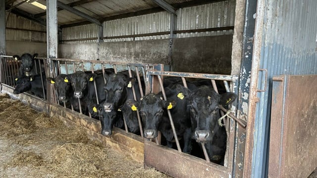 Factory quotes: Beef prices €2/kg higher than 2022