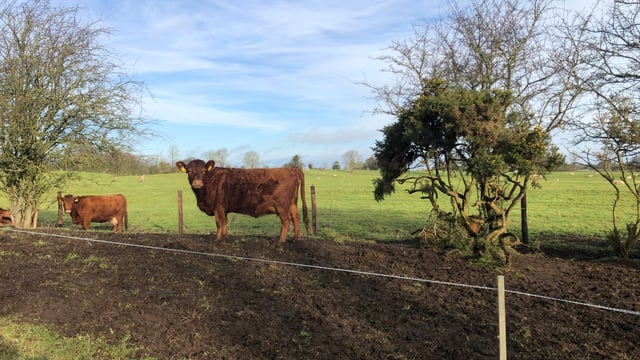 Near fourfold increase in number of Irish Dexter herds