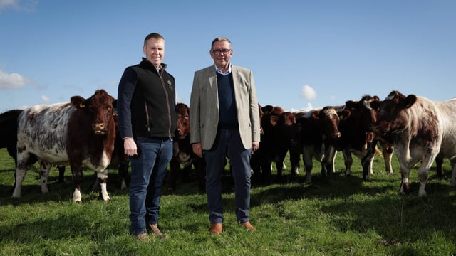 Two native breeds to feature in on-farm pedigree sale