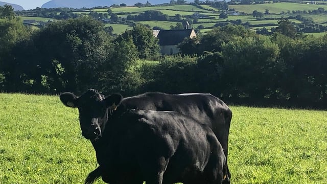 DAFM issued payments for 222 Kerry Cattle calves in 2024
