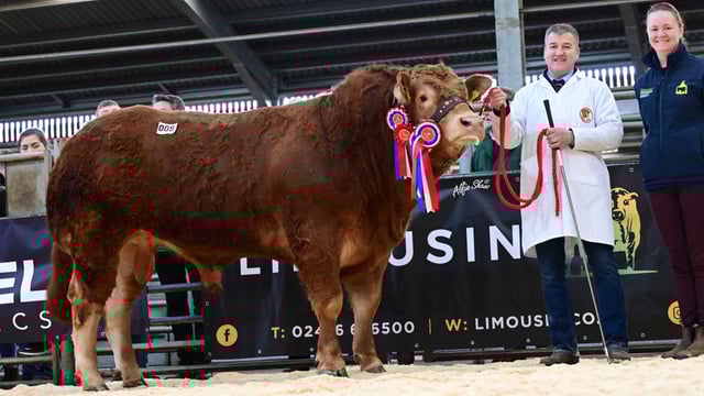 Limousin bulls reach 8,000 guineas at Ballymena sale