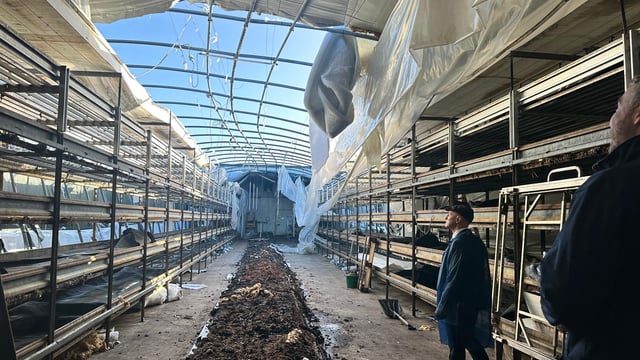 Initial estimates show €4.5m in storm damage to horticulture