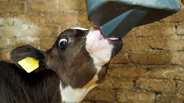Calf Rearing Series: Weaning high-milk-fed calves