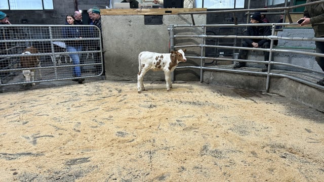 In pictures: 'Strong trade for all types of calves' at Blessington Mart