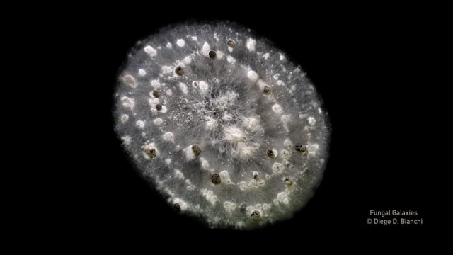 Scientist shows beauty of agricultural fungi in new art project