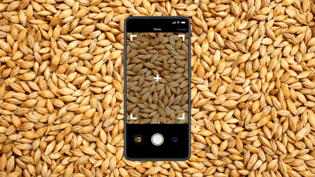 Your smartphone can now be used to determine grain quality