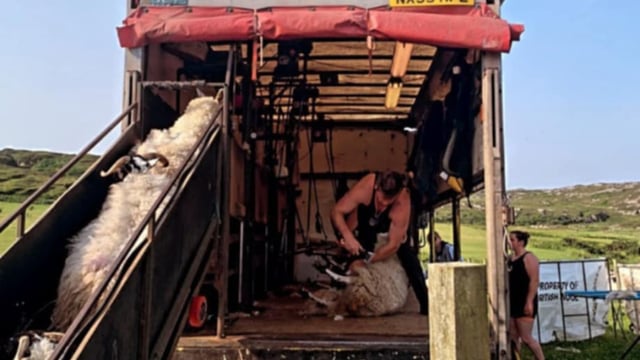 Find out how a Donegal man travels the world shearing sheep for €700/day