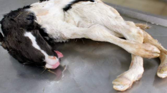 22 cases of Schmallenberg virus recorded in 2024 - DAFM