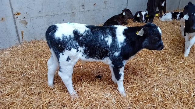 'Quality' calves for sale at Offaly charity auction