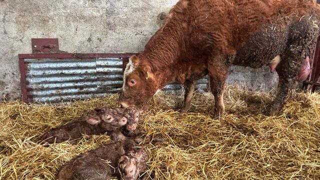 Triplet heifer calves born on Co. Tyrone farm