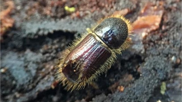 Sitka spruce as susceptible to bark beetle as Norway spruce