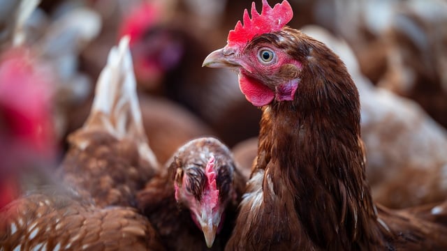 16,000 birds to be culled in new suspected bird flu case in Tyrone