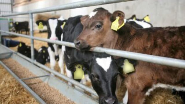 How much concentrates should your calves be eating?