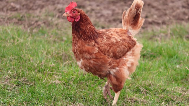 DAERA urges poultry keepers to remain vigilant for bird flu