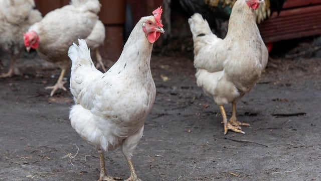 Heydon: Poultry owners need to protect flocks from bird flu