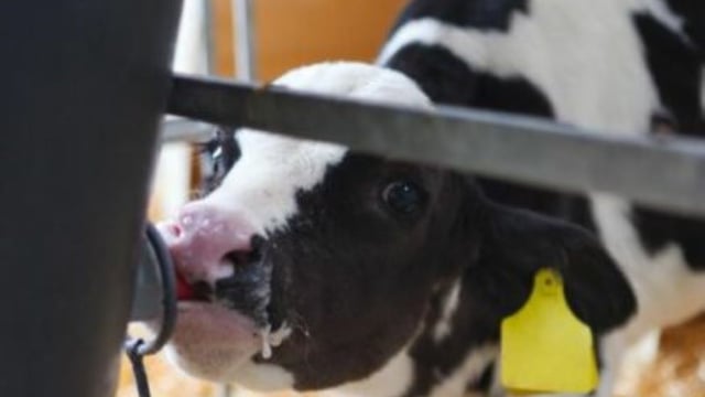 Dairy advice: Keeping excess quality colostrum in reserve