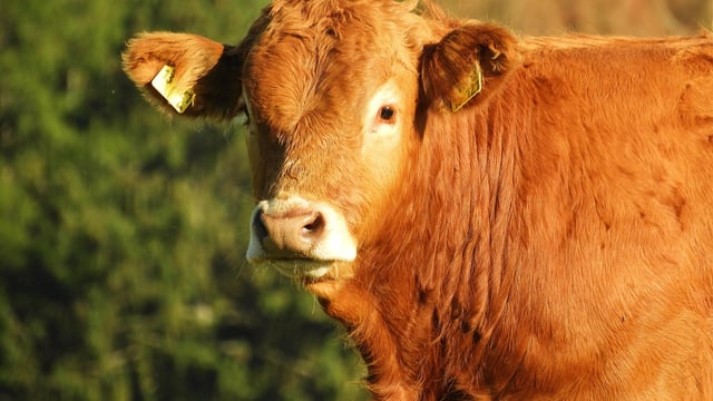 ICBF 'keen to engage' with breed societies about star rating changes