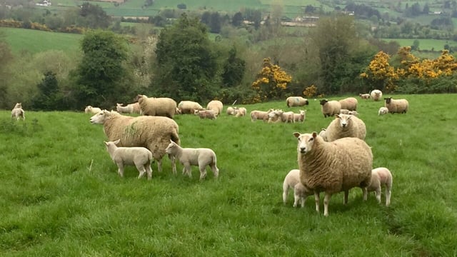 Notifiable sheep diseases diagnosed in 2023 and 2024