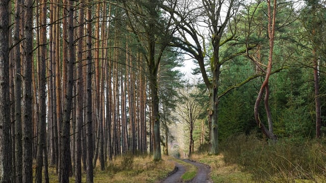 DAFM launches new NeighbourWood forestry scheme