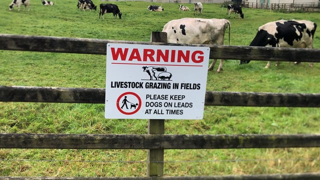 Dog owner prosecuted for second time by NI council over 'livestock worrying'