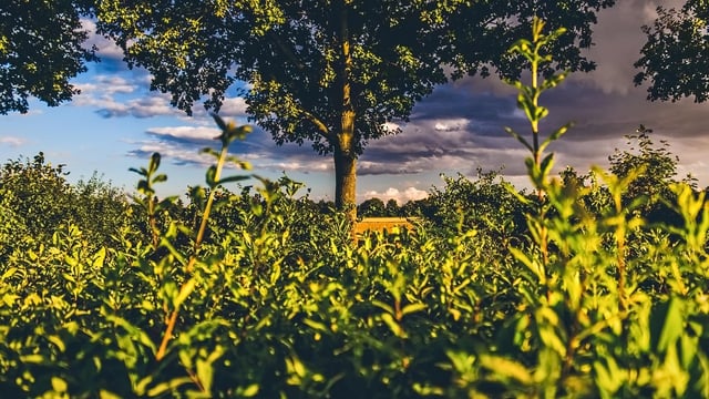 Explainer: What are the laws around hedge cutting on roads?