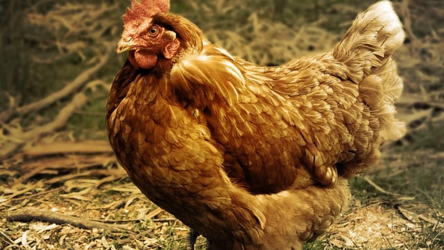 Minister Heydon welcomes negative bird flu results in Monaghan