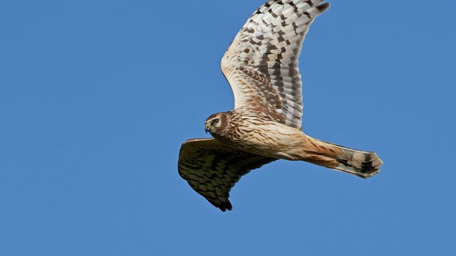 Have you spotted any rare birds this summer?