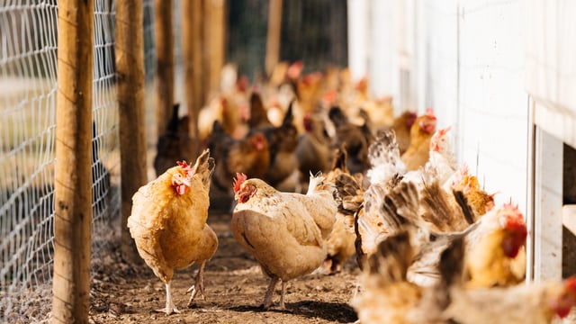 NI also implements mandatory housing order for poultry