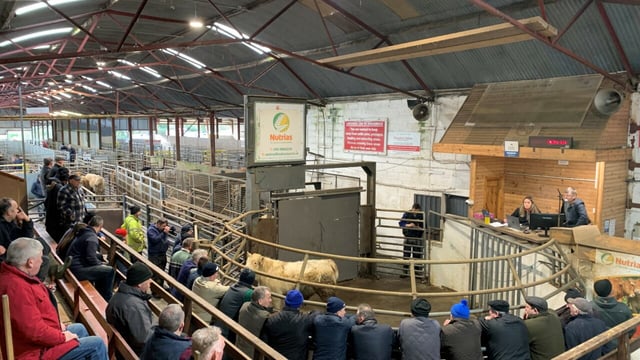 Cattle prices continue to soar at marts around the country