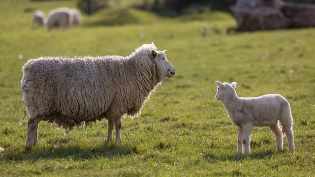 Kildare farmer using a drone to monitor sheep after dog attack