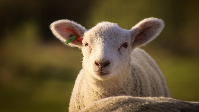 Watch: Sheep farmers gather data on dog attacks after 'scenes of devastation'