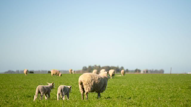 Sheep: Strategic dosing using faecal egg counts