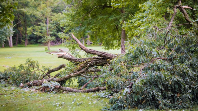 Total cost of storm could reach €200m - Insurance Ireland