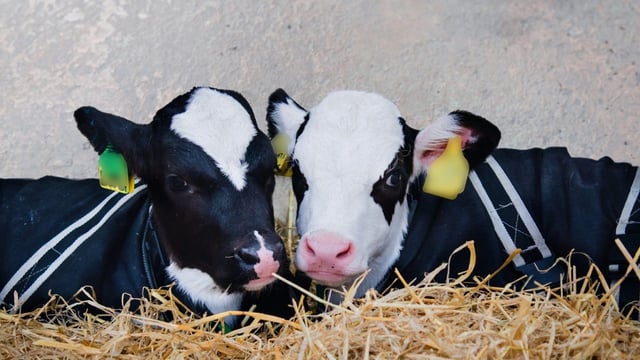 Calf Rearing Series: How to keep your calves warm in winter