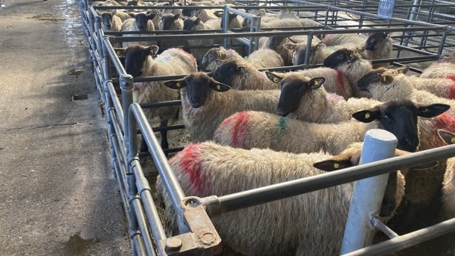 Sheep trade: Lower prices edge up as top end of trade holds