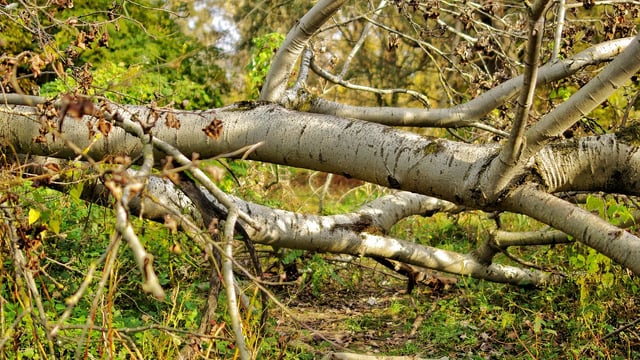 DAFM: Existing felling licences may be used to clear storm damaged trees