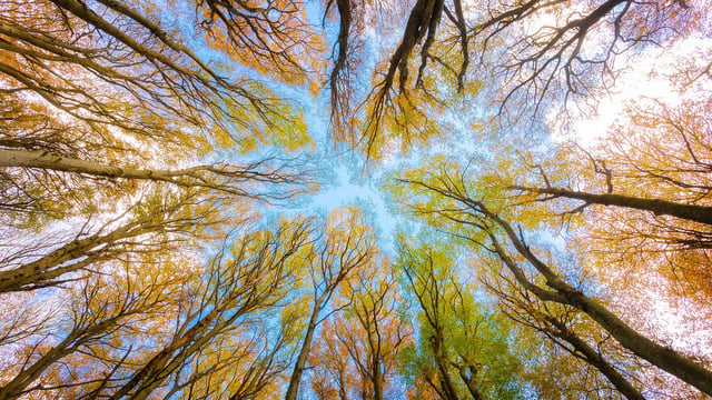 How much land has been licensed for afforestation since 2023?