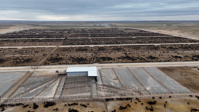 Building a brand-new 150,000 head beef feedlot in Nebraska