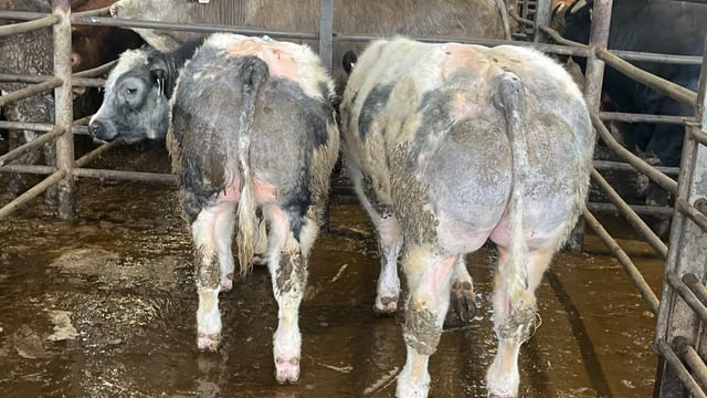 'Beef is the new dairy' as €7.41/kg paid for weanling bulls