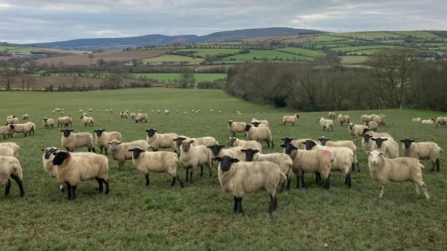 ABP Demo Farm: Store lamb update on grades and weights