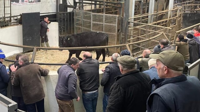 7-month buyers outpriced in current store cattle trade