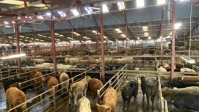 Mart trade: Beef heifer makes €4,780 as stores average over €4/kg