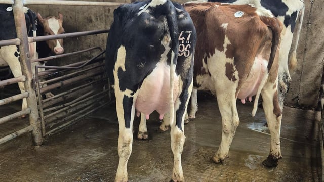 Freshly calved 2-year-old heifer makes €3,750 in Wexford sale