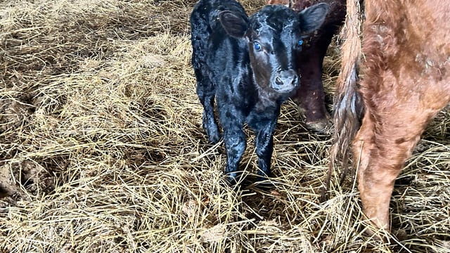 Tiny Dexter calf born on Clare TD's farm
