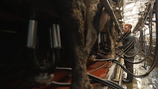Reviewing your evening milking start time during the mid-season