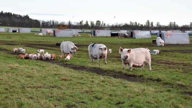 Rearing pigs outdoors with no fear of ASF in Denmark