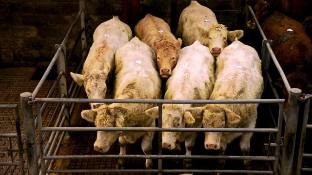 Heavy cull cows 'a better trade than bullocks' at Balla Mart