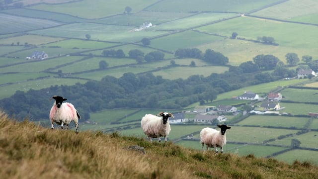 Cllr: Licence fees could compensate sheep farmers for dog attacks