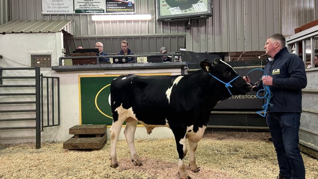 Top price of €10,000 at the IHFA Premier Bull and Heifer sale